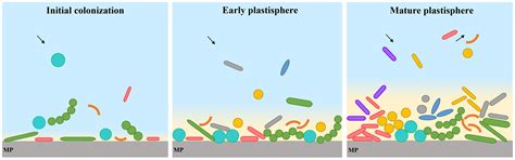Frontiers Microbial Colonization And Degradation Of Marine