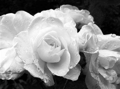 White Roses Black And White Photograph By Jennie Marie Schell Fine