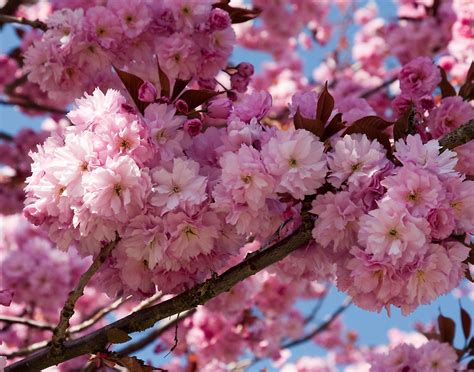 Dwarf weeping cherry trees (prunus subhirtella) are small, ornamental relatives of the more common sweet or sour fruiting cherry trees. Flowering Cherry (Kwanzan) Macro | Cherry, Kwanzan Prunus ...