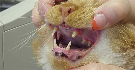 Exclusively Cats Veterinary Hospital Blog February Is National Pet