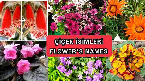 ÇİÇEK İSİMLERİ FLOWER S NAMES Çiçek Çeşitleri YouTube