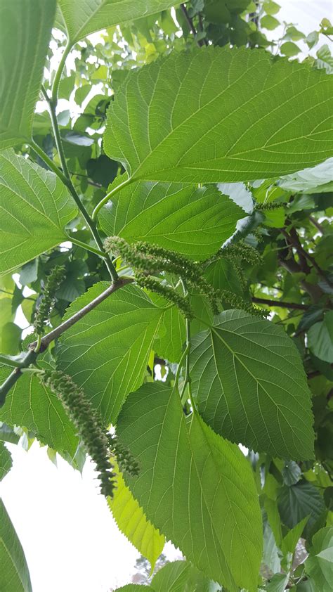 East coast ranchu is a ranchu & oranda goldfish online store. East Coast Foot Long Mulberry Tree (morus nigra) - Kens ...