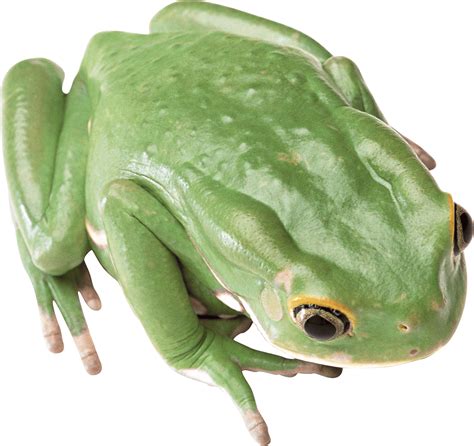 Green Frog Png Image For Free Download