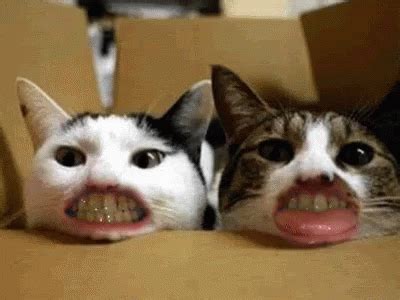 Funny Cats Gif Funny Cats Teeth Discover Share Gifs