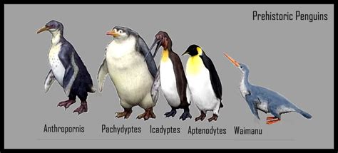 Penguinology Image Of The Day