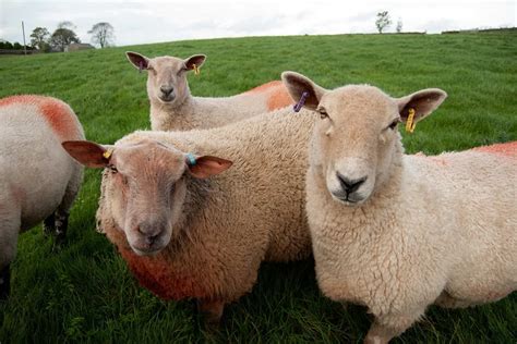 How To Treat Clostridial Diseases In Sheep And Goats