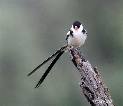 Male Pin Tailed Whydah Vidua Macroura Species Zpgr 88 Flickr