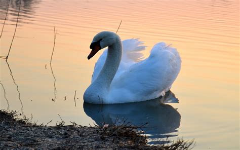 Wallpaper Sunset Lake Reflection Blue Swan Beak Wing Fauna