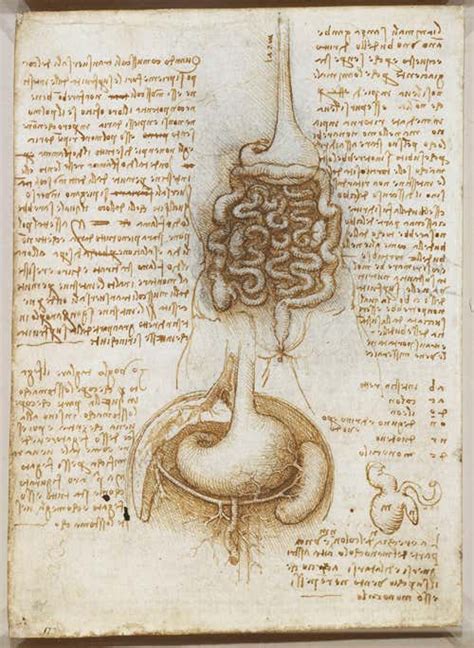 Details 61 Da Vinci Anatomy Sketches Best Vn
