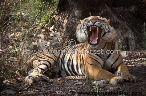 Large Dominant Male Tiger Of Ranthambhore Panthera Tigris Tigris In