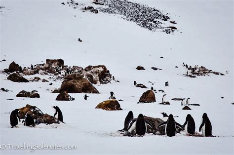 Antarctica Brown Bluff Penguins Galore And Sea Ice Traveling Solemates
