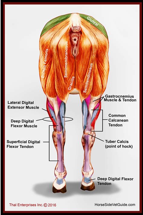 Immigrant muscles of the upper limb that lie superficially in the back. Proximal Suspensory Ligament Injury, Hind Limb - Horse ...
