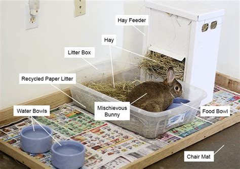 Housing Your Rabbit Indoors Rabbit Cages Bunny Condos Rabbit