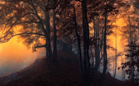 512446 Nature Landscape Fall Sunrise Mist Forest Leaves Sunlight Trees