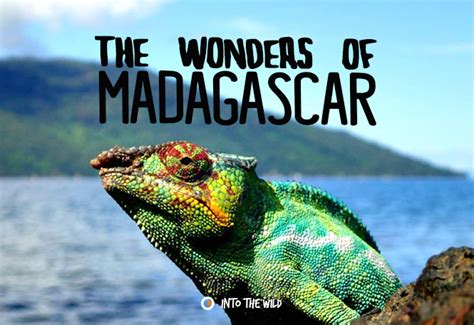 The Wonders Of Madagascar