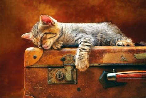 Kitten Sleeping On An Old Suitcase 96 Pieces Kitten Pictures Cat