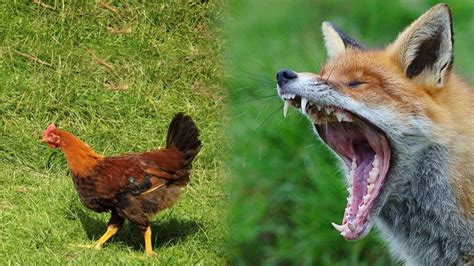 Fox Attack Chickens Uncensored Youtube