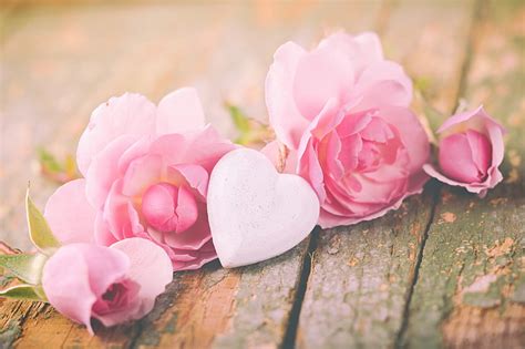 Hd Wallpaper Roses Petals Love Heart Pink Flowers