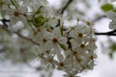 Pear Tree Blossom Spring Flowers Free Nature Pictures By
