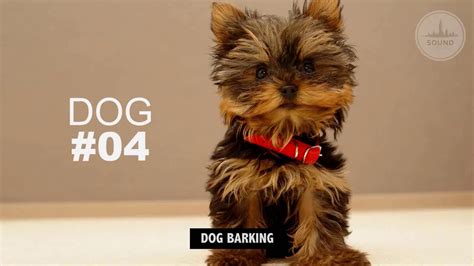 Dog Barking Sound Effect High Quality Youtube