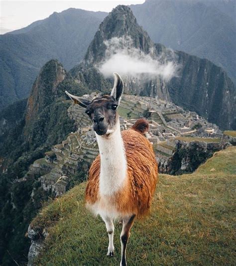 Llama In Machu Picchu Animaux Basse Cour Animaux Nature Animaux