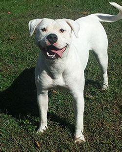 Looking for a dog with a superior lineage? Standard female American Bulldog - Bull Pull American Bulldogs