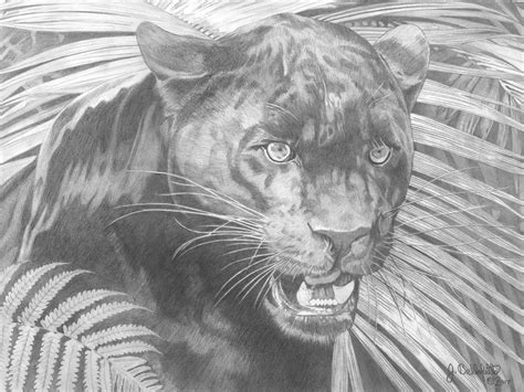 Black Panther Pencil Drawing Black Panther Pencil Drawing By Tafoxart
