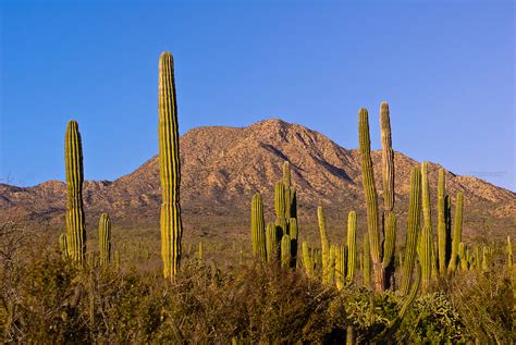 Submitted 1 month ago by feiruzz. Cactus, Salina San Ysidria, Sea of Cortes, Baja California ...