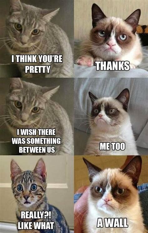 25 best cat memes clean funny memes grumpy cat memes. 80 Funny Cat Pictures Captions Will Make You Jump Laughing - Hilarious Cat Memes