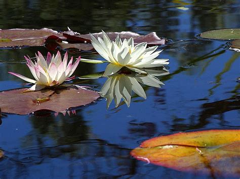 Free Picture Water Lily Lotus Flowers Plants