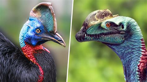 Meet Australias Deаdɩу Wrestling Bird The Modern Day Dinosaur