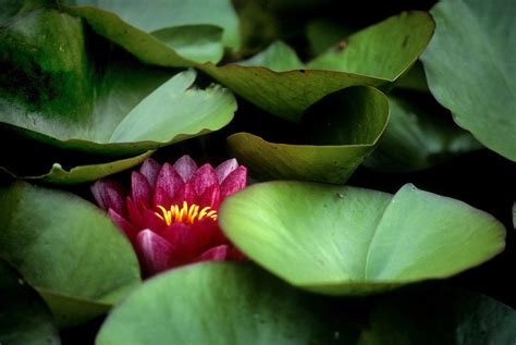 Water Lily Photograph By Jerry Shulman
