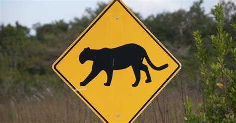 Florida Panther Killed By Vehicle In Collier County