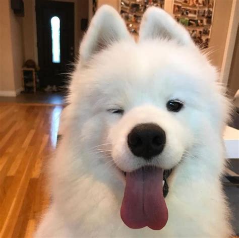 11 Big Fluffy Dog Breeds Perfect To Cuddle With In 2020 Big Fluffy