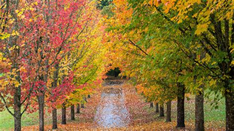 Top 10 Trees For Fall Color Alsip Home And Nursery