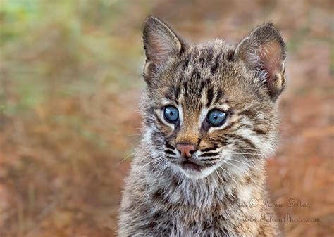 Bobcat Kitten In The Swamp Lefty Is One Of The First Bobca Flickr