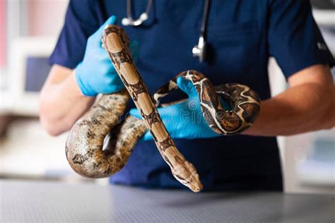 Veterinarian In Clinic Examines Snake Care And Care For Reptiles