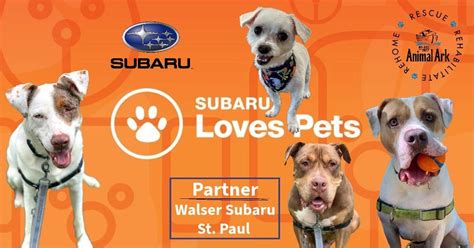 Subarus National Make A Dogs Day Animal Arks Underdogs Animal Ark