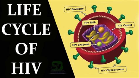LIFE CYCLE OF HIV LIFE CYCLE OF AIDS VIRUS YouTube