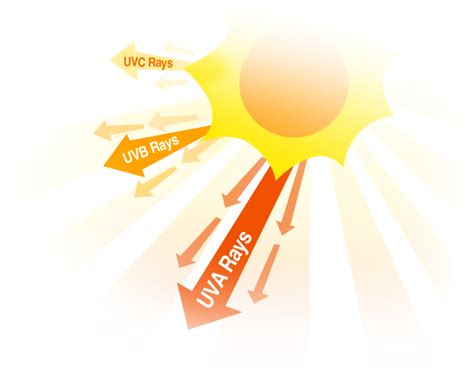 Ultraviolet Uv Radiation Harms More Than Just Your Skin Science