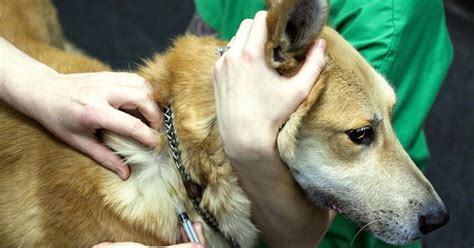 Vets Say Anti-Vaccination Sentiments In Animal Care Are 'Extremely