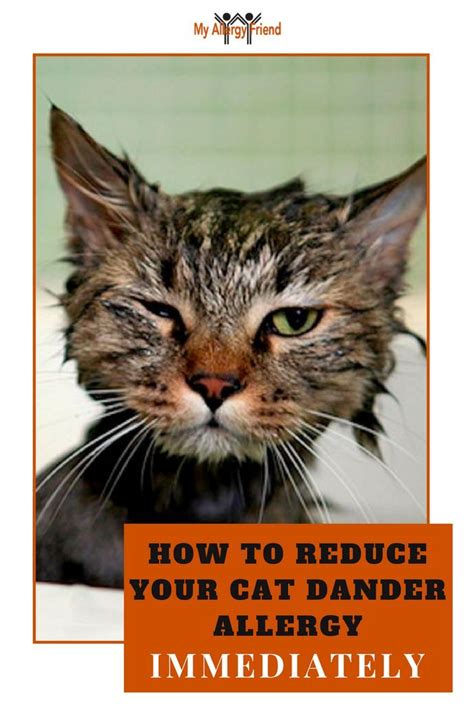 Want To Reduce Your Cat Dander Allergy Symptoms In Just 3 Minutes Here