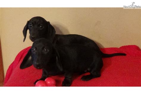 Solid Black Dachshund Mini Puppy For Sale Near Greenville Upstate