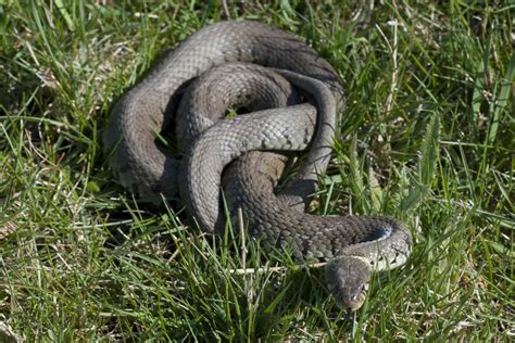 Yorkshire Field Herping And Wildlife Photography First Grass Snake Of
