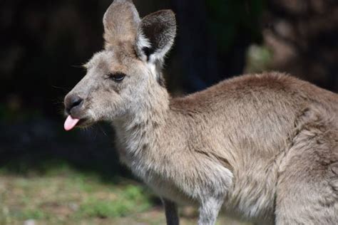 80 Kangaroo Tongue Stock Photos Pictures And Royalty Free Images Istock