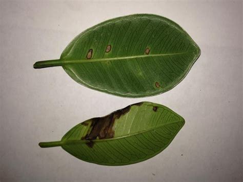 Green Island Ficus Ficus Microcarpa Pest And Disease Control Methods For Scale Mealybug