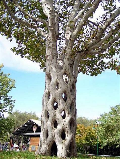 Unbelievable Most Strange Trees In The World Moco Choco