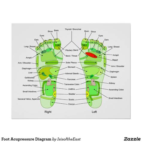 Foot Acupressure Diagram Poster Zazzle Acupressure Inner Ear