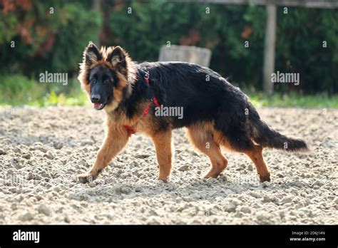 Photo Of A Black And Tan Long Haired German Shepherd Dog During Horse