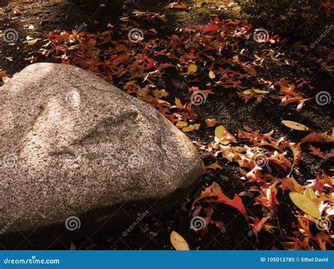 Rock In Autumn Stock Image Image Of Season Fall Autumn 105013785